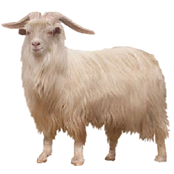 Zhongwei Goat